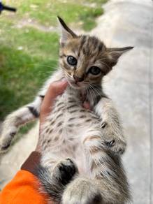 rehome kucing