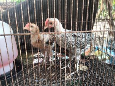 Anak ayam Arab