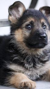 QQQ1222 German Shepherd black tan haired MKA reg
