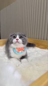 Scottish Fold