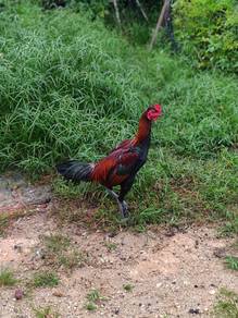 Ayam Pama