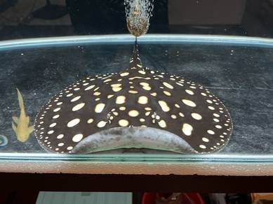 Black Diamond Stingray