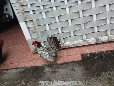 Ayam Serama Batik 