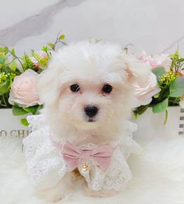 Maltese