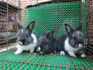Mix Lionhead