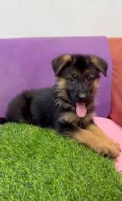 German shepherd high quality