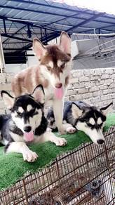 Buy 1 HUSKY PUPPY, GET 1 FREE