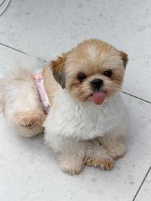 Tiny Imported Shih Tzu Merdeka Promo