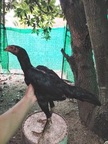 Ayam baka baik