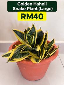 3 Golden Hahnii Snake Plants I Bundle