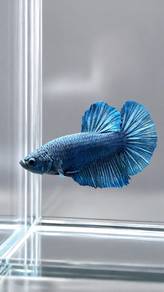 Giant Betta Blue
