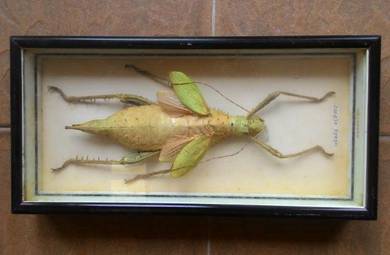 Dy Framed Insect Collection of Jungle Nymph