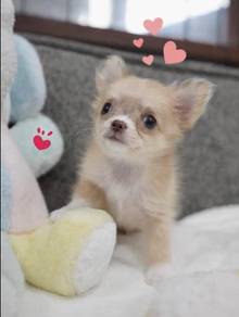 CHIHUAHUA PUPPIES VIP64🌷Head Apple Bonnie Dog