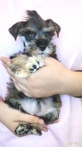 Schnauzer
