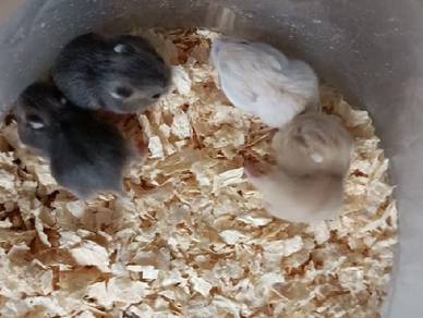 Dwarf Hamster Baby_PM ANYTIME 
