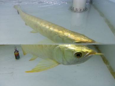 arowana golden crossback 8 inch -wholesale price