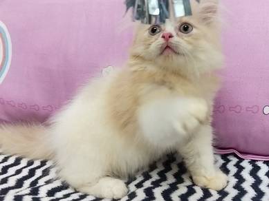 Adorable Doll Face  Persian Bicolor Kitten