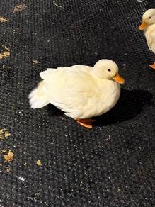 Call Duck Grade A