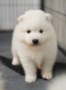SAMOYED PUPPIES S39 🌻 薩摩耶 Snow Fluffy Boy~Girl