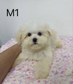Bichpoo