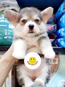 RRx-2331 Tri Color haired Welsh Corgi puppies