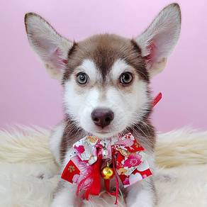 Pomsky