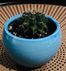 Gymnocalycium Cactus in Ceramic Pot