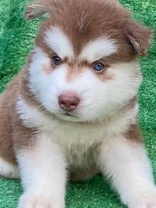 Siberian husky with MKA pedigree 