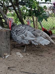 ayam belanda 
