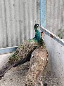 Blue Peacock