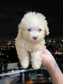 Cute, fluffy & adorable Cavapoo puppies available!
