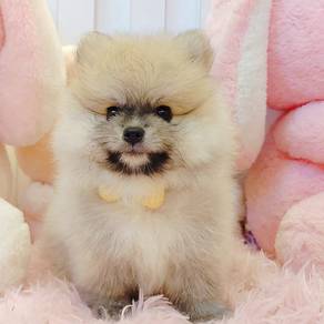 Pomeranian