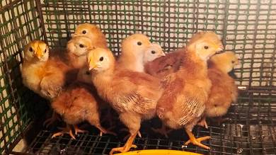 Anak Ayam Penelur RIR