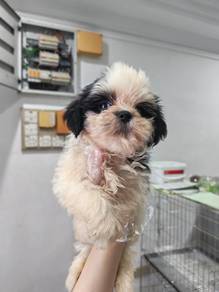 Shih Tzu black white