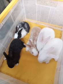 Arnab utk dijual 