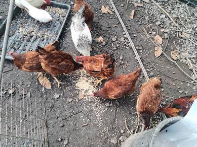 Ayam