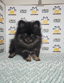 Tiny Pomeranian Pom pom puppy