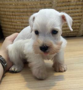 SCHNAUZER MINIATURE PUPPIES 6R76 🌻 雪纳瑞 Available