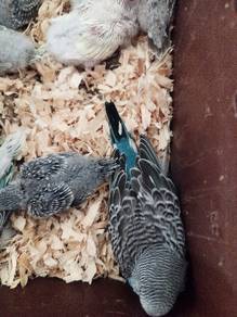 Burung 