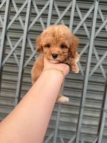 tiny poodle
