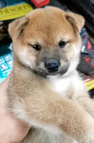Q3331 Shiba Inu 2 months old puppy