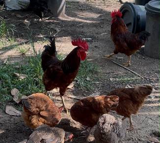 Ayam RIR