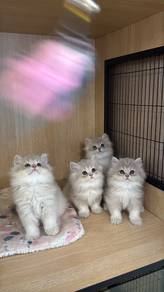 British Longhair Blue Golden
