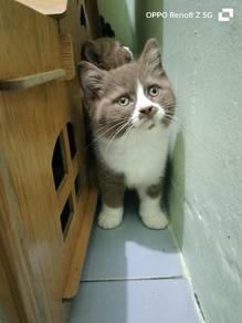 kitten cinnamon