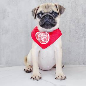 Pug