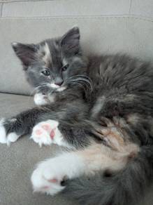 Tortie Gray Persian Mainecoone Kitten