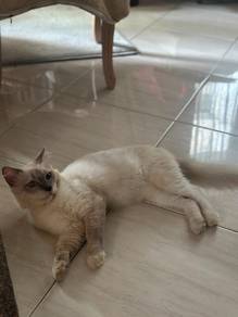 Male Adult Ragdoll for sale