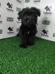 Black poodle mix