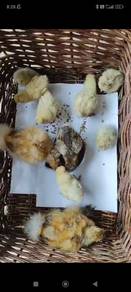 US Silkie / Ayam Silkie  - KL area only
