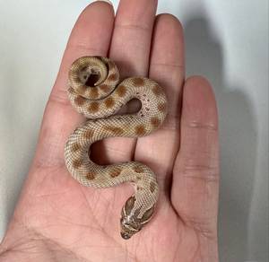Conda Hognose / Corn Snake Ular Jagung